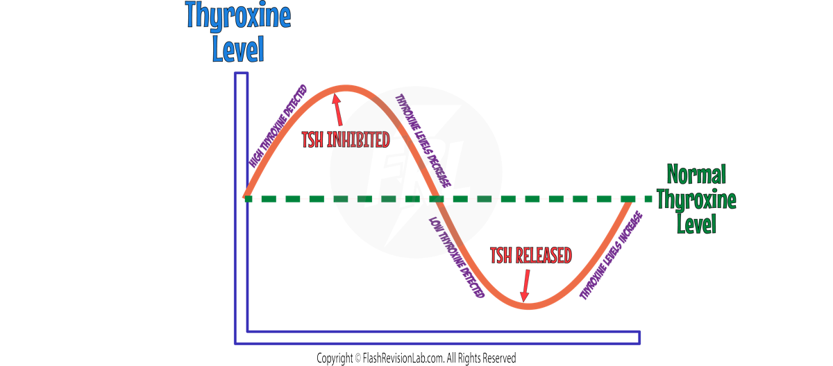 Thyroxine Graph